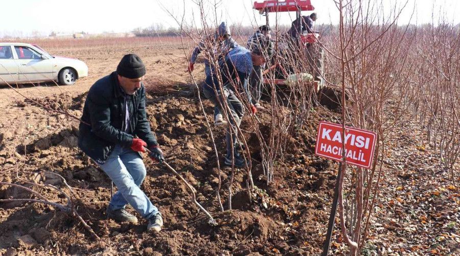 Kayısı fiyatları yükseldi fideye talep arttı