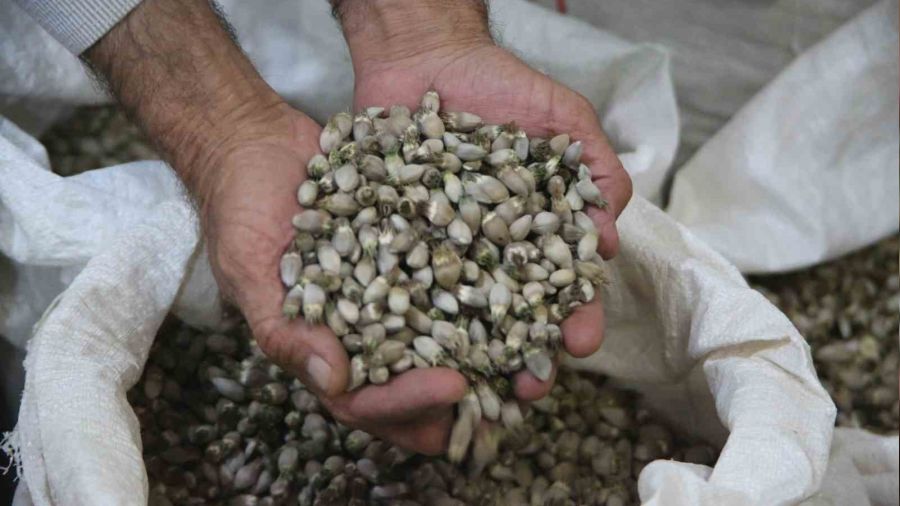 Kenger bitkisinden kente 2 milyon dolar katkı