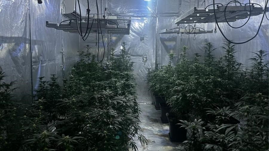 Kiraladığı evi kenevir tarlasına çevirmiş