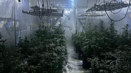 Kiraladığı evi kenevir tarlasına çevirmiş