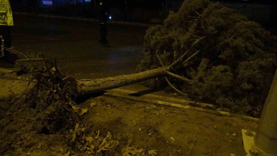 Malatya'da fırtına ağaçları kökünden söktü