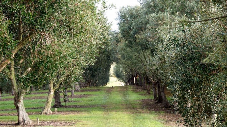 Manisa Akhisar'da icradan satlk zeytin bahesi 