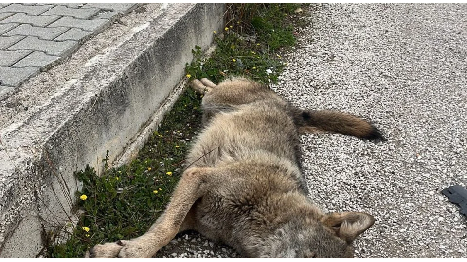Ölü bulunan kurdun genetik analizi yapılacak