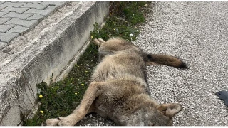 Ölü bulunan kurdun genetik analizi yapılacak