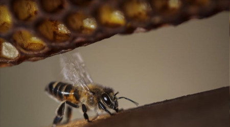 Organik arıcılığa destek açıklandı