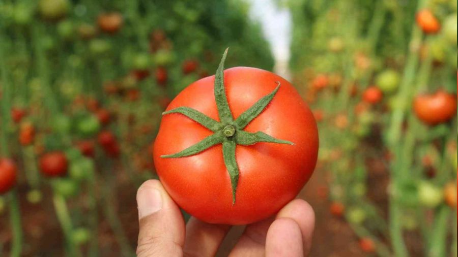 Örtü altında domateslerin ilk hasadı Katar'a
