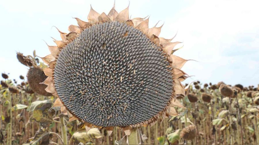 Stratejik ürün ayçiçeğinde hasat mesaisi