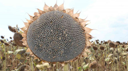 Stratejik ürün ayçiçeğinde hasat mesaisi