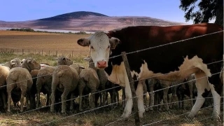 Tekirdağ'da şap hastalığı tespit edildi