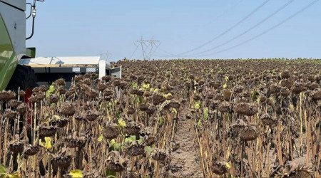 Trakya'da sıcaklar ayçiçeğini olumsuz etkiliyor