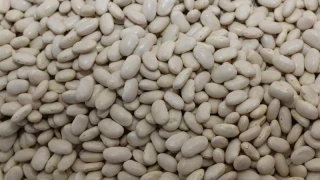 Tufanbeyli’nin ‘Beyaz Altını’ fasulye ve tarım ekonomisi