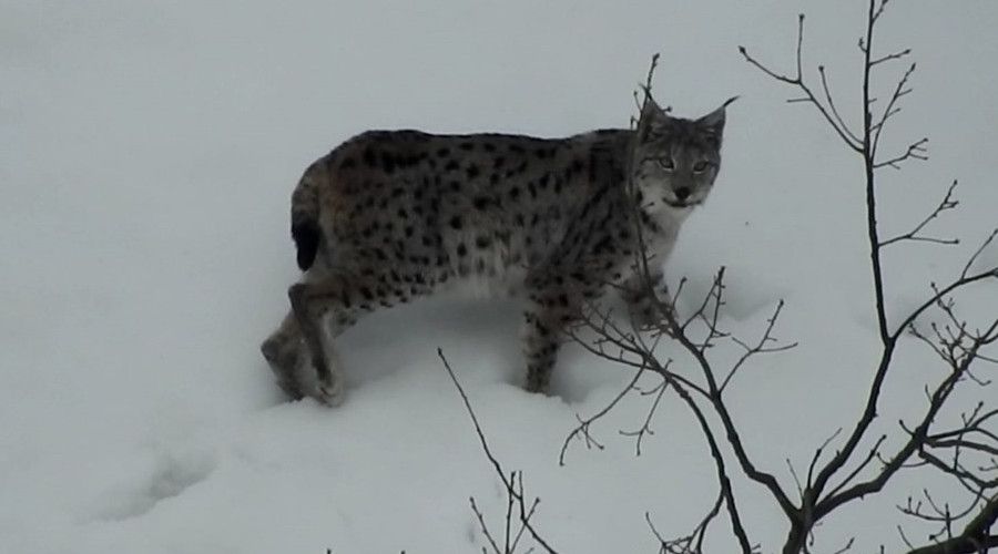 Vaak, kurt ve da keileri belgeselleri aratmayan grntler oluturdu