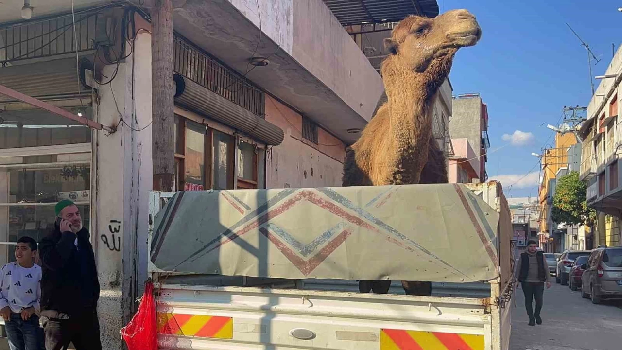 Adana'da deve kesilmekten son anda kurtarıldı