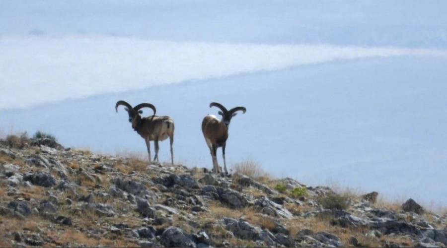 Anadolu Yaban Koyununun envanter çalışması yapıldı