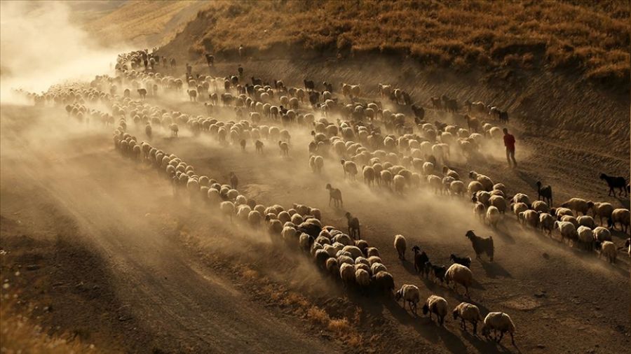 Aşırı sıcaklar hayvancılığı vurdu