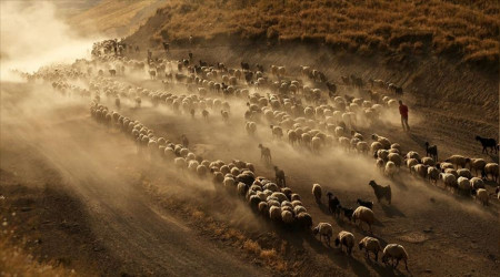 Aşırı sıcaklar hayvancılığı vurdu