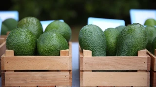 Avokado üretimi katlanarak artıyor