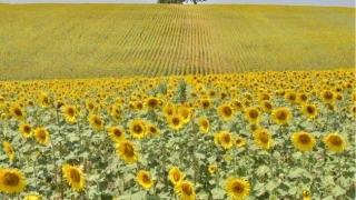 Bereketli toprakların kalbi: İmamoğlu’nda tarımın nabzı