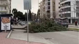 Çanakkale'de fırtına ağaçları devirdi