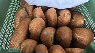 Gizemli hayırsever, günlük 6 bin ekmeği ücretsiz dağıtacak