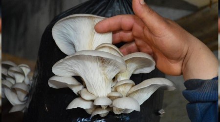 İstiridye mantarı üreticisine günlük 5 bin TL kazandırıyor