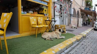 Kapadokya'da sokak köpekleri turizmi de etkiliyor