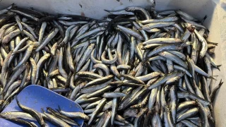 Palamut Gürcistan'a kaçınca tezgahlar hamsiyle doldu