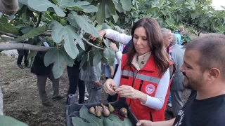 Patlıcan inciri mucitleri bekliyor