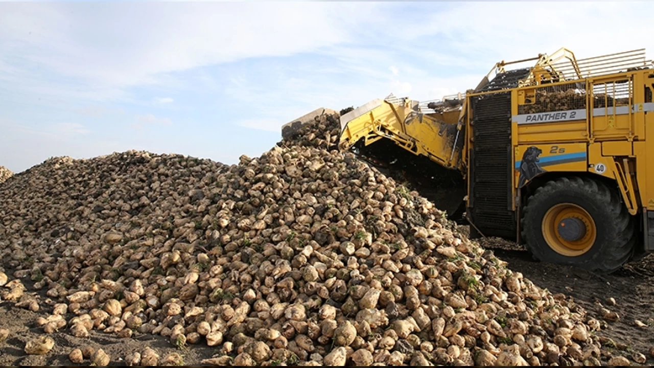 Şeker pancarında kotalar kalkmadı