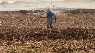 Sel sonrası deniz kahverengi oldu, sahiller odun doldu