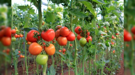 Seracılığa 150 milyon liralık teşvik