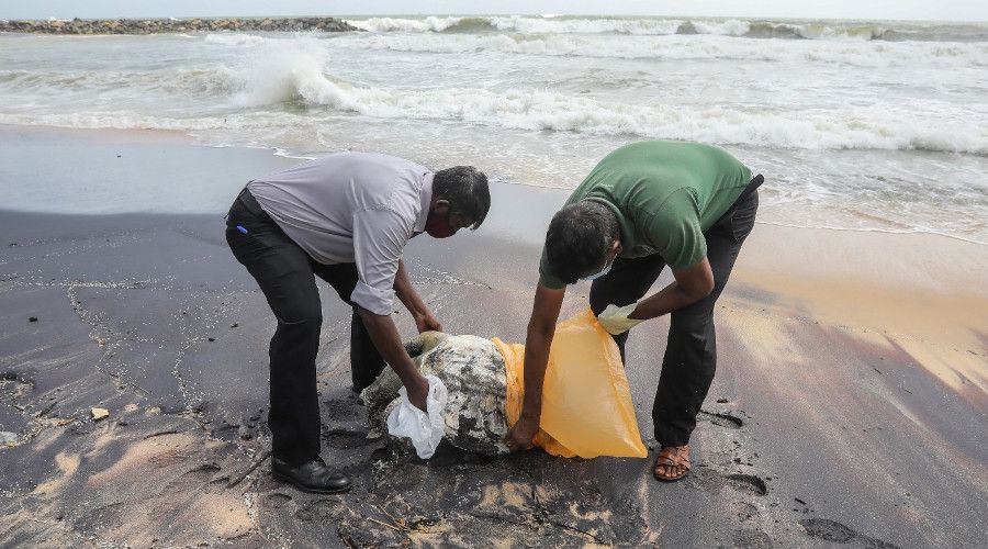 Sri Lanka'da gemi yangınının etkileri sürüyor: Ölü kaplumbağalar kıyıya vurdu