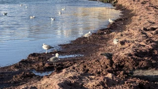 Tekirdağ'da lodos nedeniyle sahilde kırmızı yosun birikti