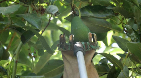 Türkiye'nin yüzde 70 avokado üretimi yapılan Alanya'da hasat heyecanı