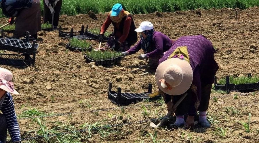 2 buuk milyon biberiye fidesi toprakla bulutu