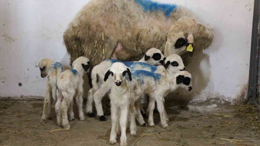 Amasya'da, Bafra ırkı koyun altız yavruladı