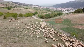 Amasya'da koyun srlerinin yayla g balad