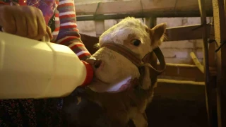 Annesi ölen buzağıyı elleriyle besliyorlar