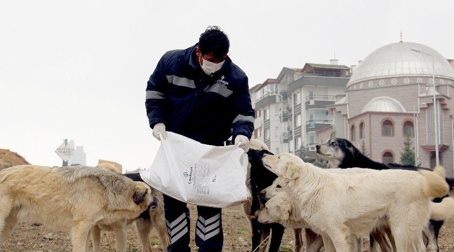 ankaya Belediyesi soukta sokak hayvanlarn unutmad