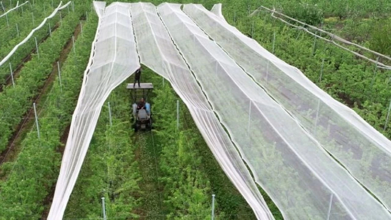 Dolu yağışından ve bıraktığı hasadan ağaçları nasıl koruyabiliriz?