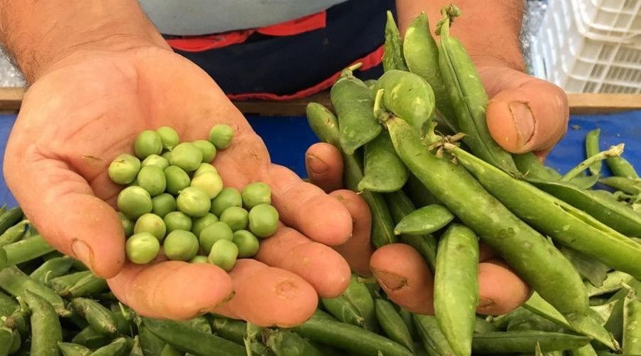 Eskişehir'de sert yağmurlar araka verimini düşürdü