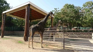 Gaziantep'in maskotu zürafa öldü
