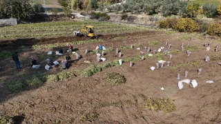 Kilosunu 30 liradan satan Hataylı patates üreticileri mutsuz