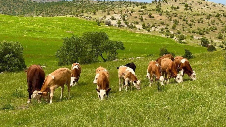 Mazıdağı ilkbaharın renklerine büründü