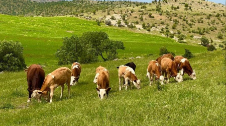 Mazıdağı ilkbaharın renklerine büründü