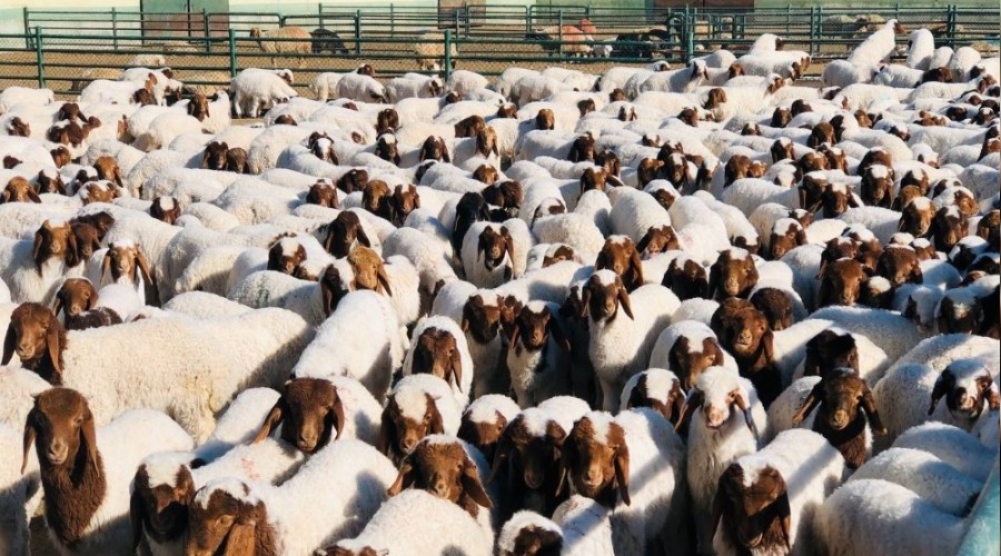 Şanlıurfa'da 37 bin 200 kuzu annesiyle buluştu