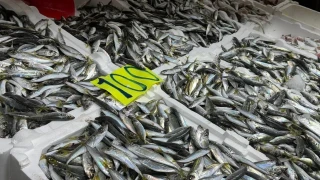 Zonguldak'ta istavrit tezgahta 100 liradan satıldı