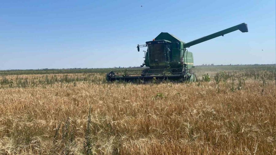 Adabağ'da yılın ilk organik tarım hasadı başladı