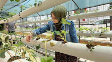 Atıl malzemelerle çilek serası kurdu