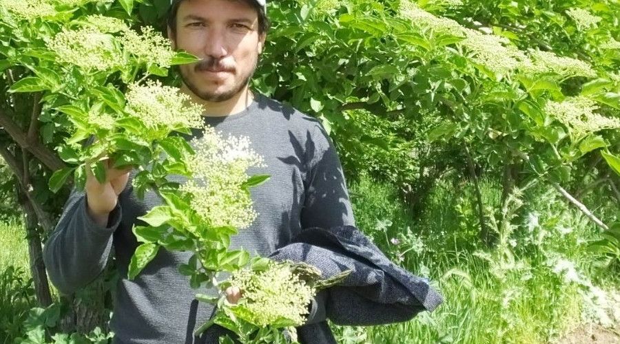 Balıkesir'de üretilen kara mürver şifa kaynağı